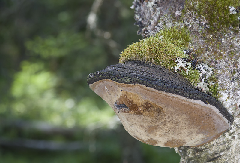 Phellinus nigricans